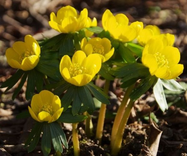 Five Southern Winter Flowers