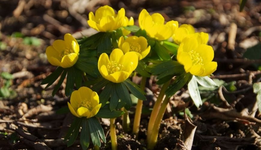 Five Southern Winter Flowers