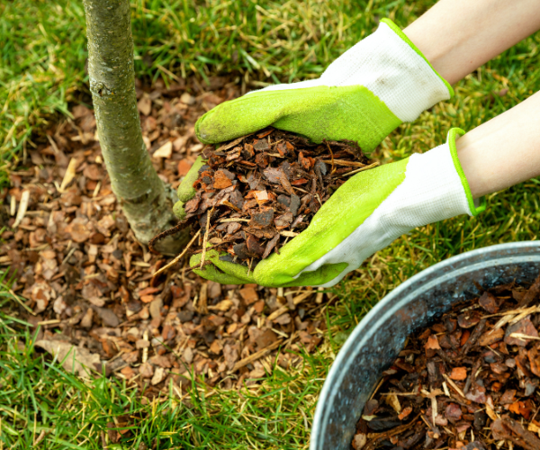 What Is the Purpose of Mulching and 8 Common Mulching Mistakes to Avoid
