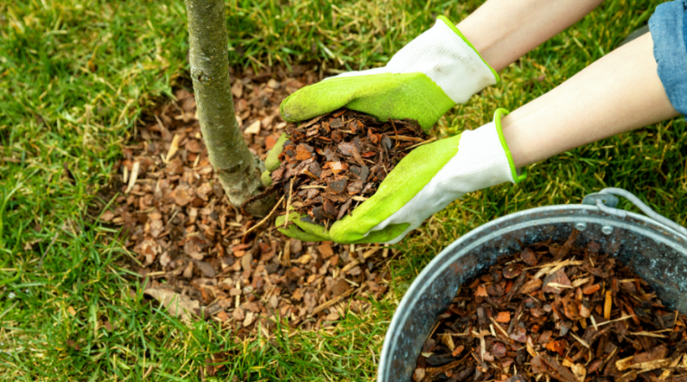 What Is the Purpose of Mulching and 8 Common Mulching Mistakes to Avoid