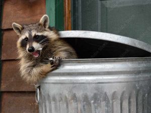Discover 5 Ways a Critter Removal Expert Can Help You
