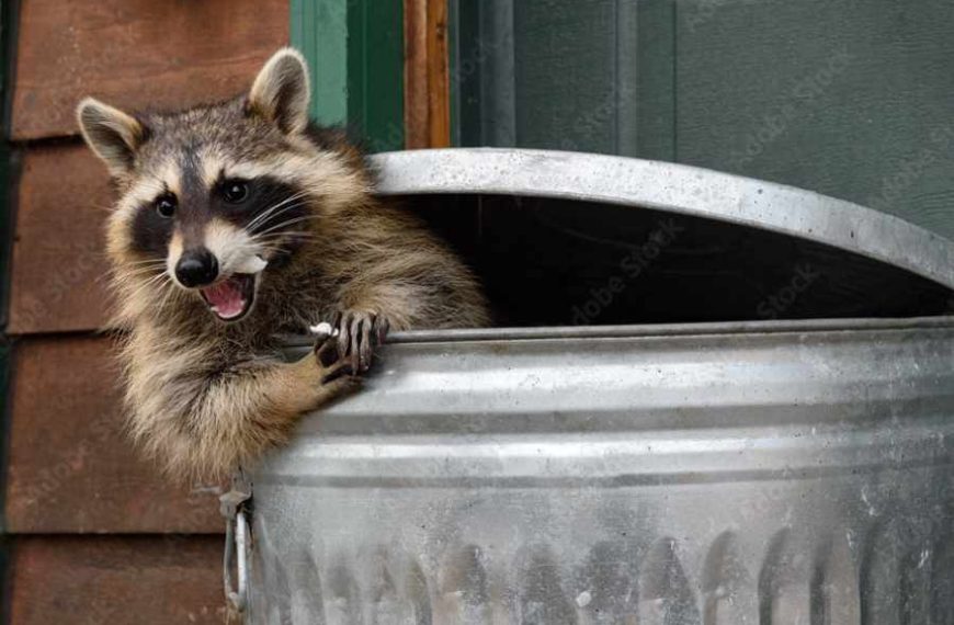 Discover 5 Ways a Critter Removal Expert Can Help You