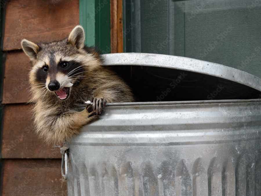 Discover 5 Ways a Critter Removal Expert Can Help You